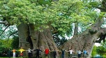 世界上最高的树图片,揭秘世界最高树的壮丽风采